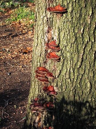 Tree fungus, Theodore Roosevelt Park