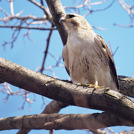 Red-Tailed Hawk, Central Park