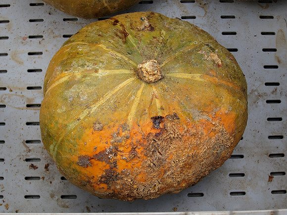 Greenmarket squash