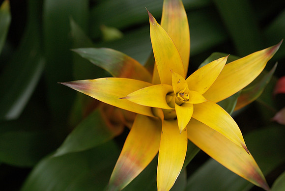 Guzmania hilda