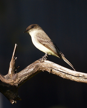 Eastern Phoebe, Central Park