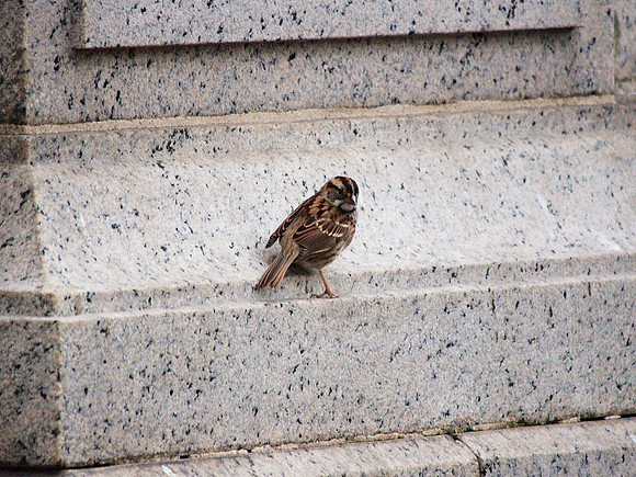 White-Throated Sparrow, Fifth Avenue