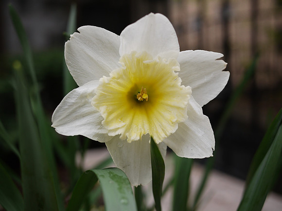 Narcissus