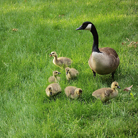 Geese, Central Park