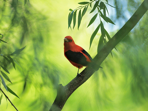Scarlet Tanager, Central Park