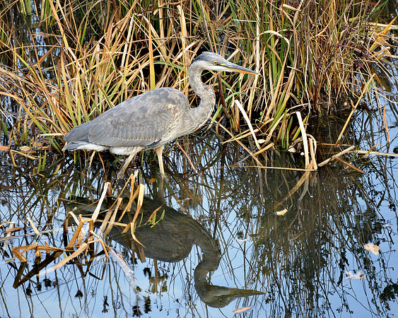 Great Blue Heron, Turtle Pond
