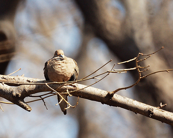 Mourning Dove, Central Park