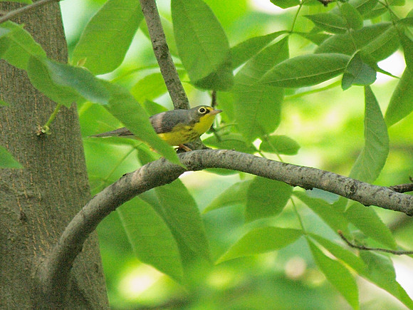 Canada Warbler, Central Park