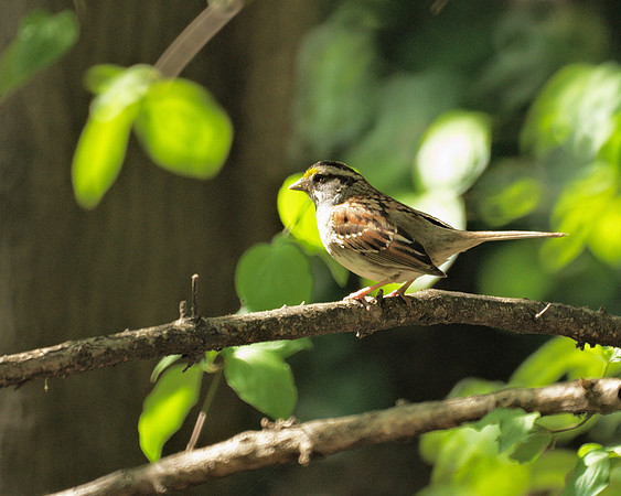 White-Throated Sparrow, Central Park
