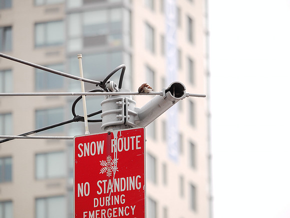 "Nothing about 'no perching'... I'm good"