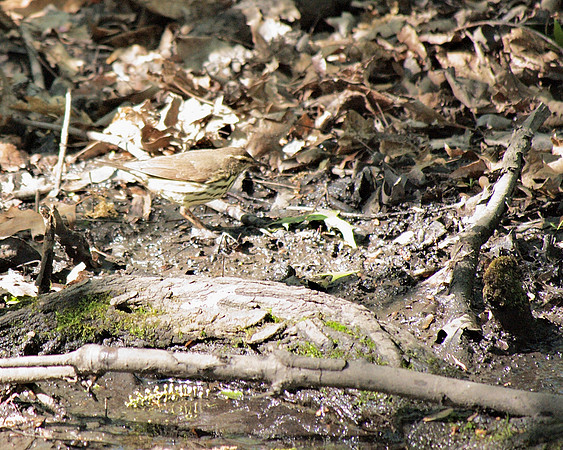 Northern Waterthrush, Central Park
