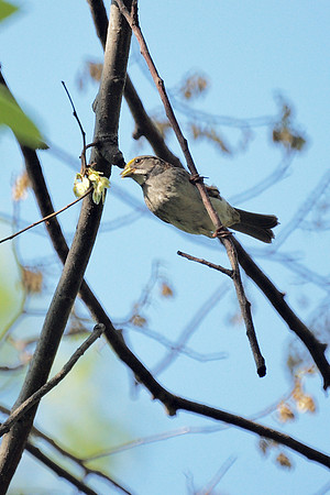 White-Throated acrobat