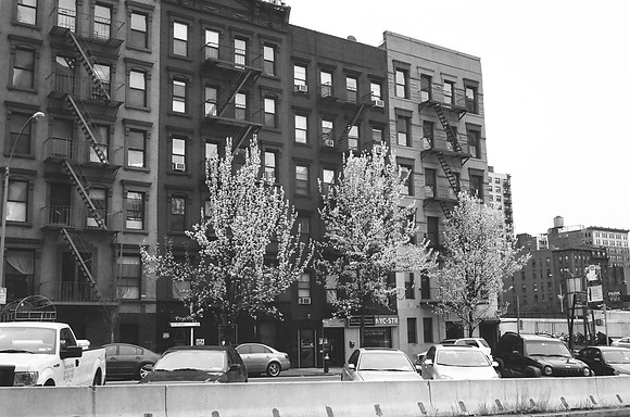 Callery Pears, Hell's Kitchen