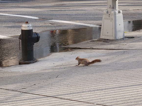 Watering hole, Madison Square