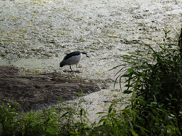 Black-Capped Night Heron, Turtle Pond