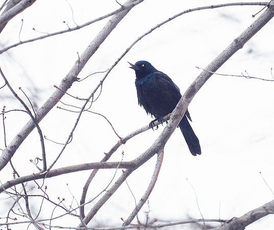 Grackle, damaged beak