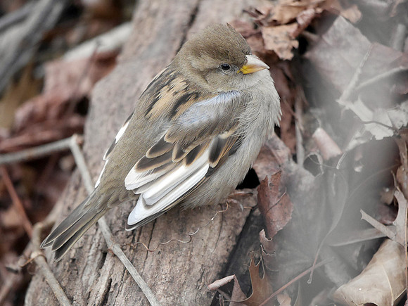 House Sparrow, Central Park