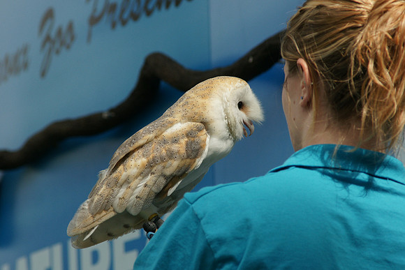 Barn Owl, Bronx Zoo