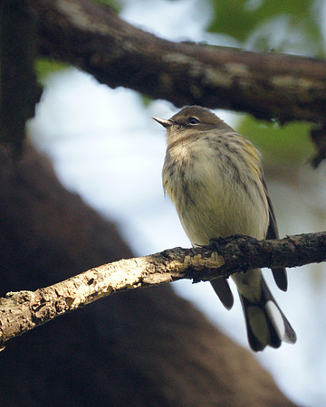 Yellow-Rumped Warbler, fall plumage