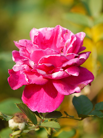Rose, Brooklyn Botanic Garden