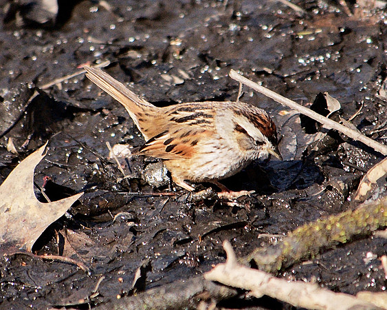 Swamp Sparrow, Central Park