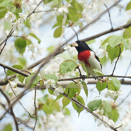 Rose-Breasted Grosbeak, Central Park