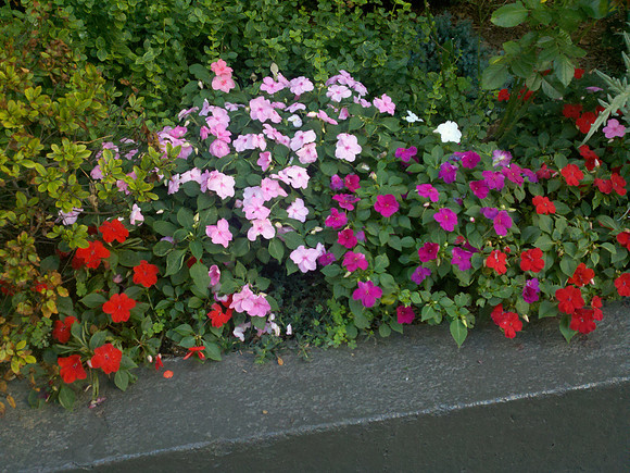 flowers, Yorkville apartment building
