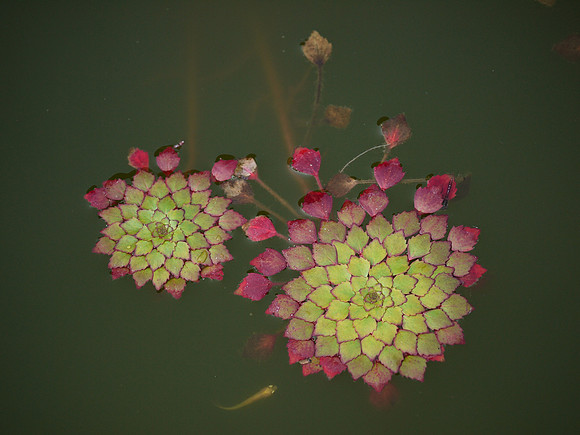 At the Brooklyn Botanic Garden