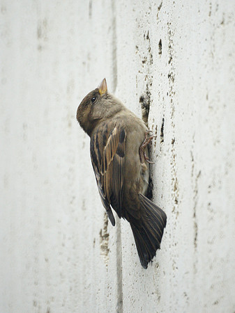 House Sparrow, Grace Plaza