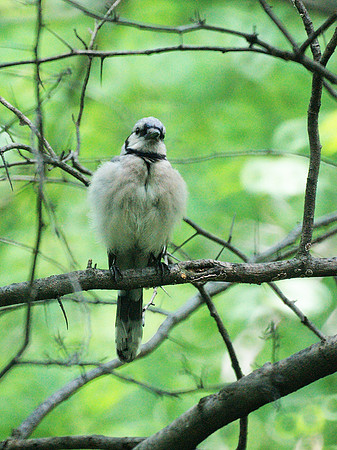 juvenile bluejay