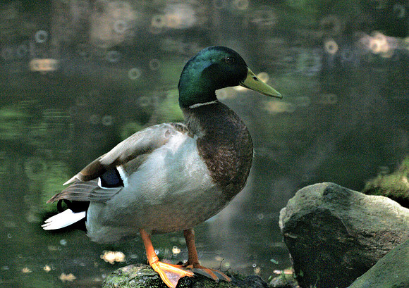 Mallard