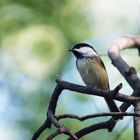 Can't escape the chickadees