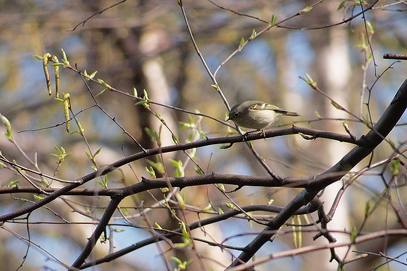 Ruby-Crowned Kinglet