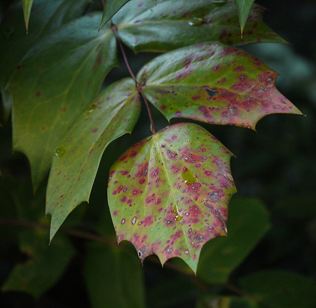 Leaves