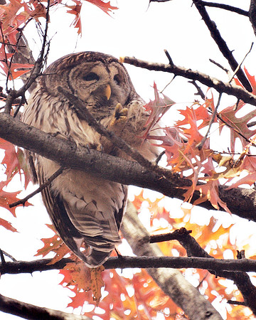 Barred Owl, Central Park
