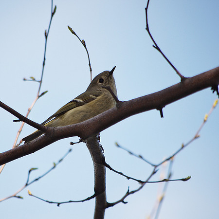 Kinglet, Central Park
