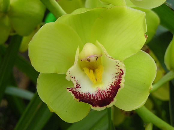 Cymbidium-DameCatherine-09