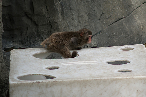snow monkey at play