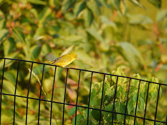 Yellow Warbler, Turtle Pond