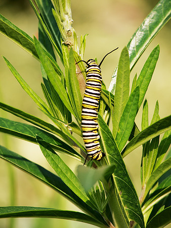 Monarch caterpillar, Brooklyn Botanic Garden
