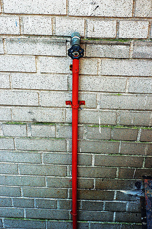 urban flower