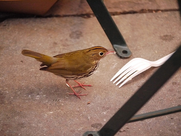 Ovenbird, Bryant Park