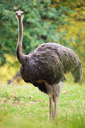 Ostrich, Bronx Zoo