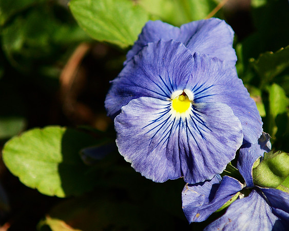 just a pansy