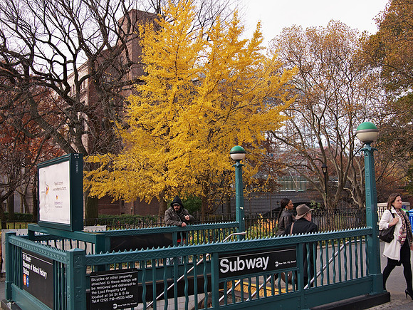 81st Street/Museum of Natural History station