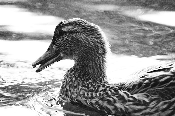 duck