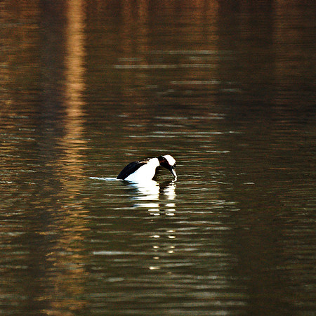 Bufflehead, diving