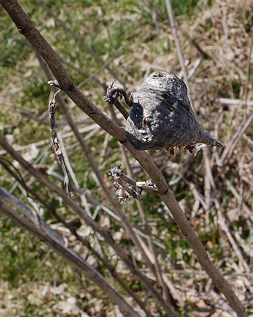 Empty seed pod, Longwood