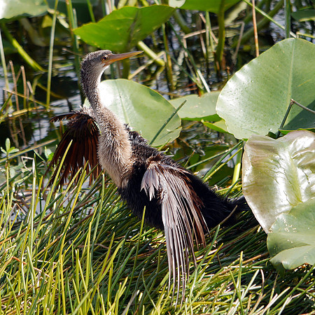 Anhinga, Green Cay