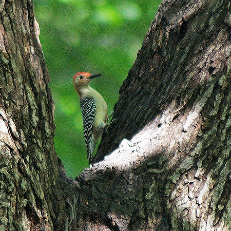 Red-Bellied Woodpecker, Very Alert Indeed